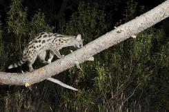 Gineta - Common genet