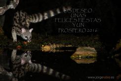 Gineta - Common genet