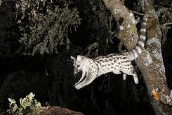 Gineta - Common genet