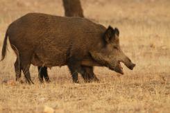 Jabalí - Wild Boar