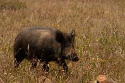 Jabalí - Wild Boar