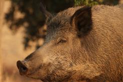 Jabalí - Wild Boar