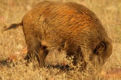Jabalí - Wild Boar