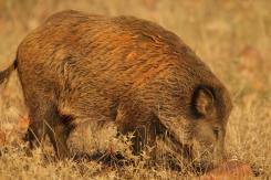 Jabalí - Wild Boar