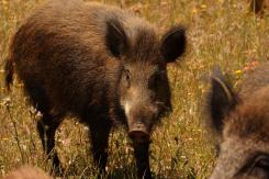 Jabalí - Wild Boar