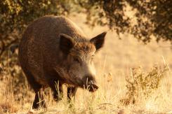 Jabalí - Wild Boar