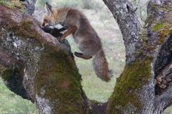 Zorro - Fox