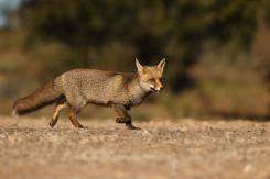 Zorro - Fox