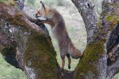 Zorro - Fox