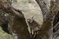 Zorro - Fox