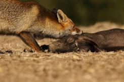 Zorro - Fox