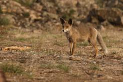 Zorro - Fox
