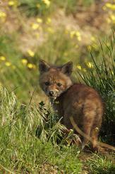 Zorro - Fox
