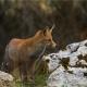 Zorro (Vulpes vulpes)