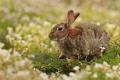 Conejo escocés (Oryctolagus cuniculus)