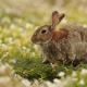 Conejo escocés (Oryctolagus cuniculus)