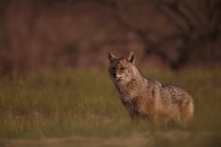 Chacal europeo - European jackal