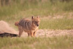 Chacal europeo - European jackal