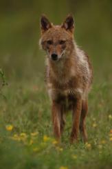Chacal europeo - European jackal