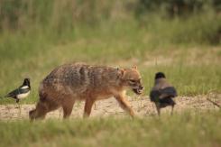 Chacal europeo - European jackal