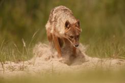 Chacal europeo - European jackal