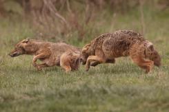 Chacal europeo - European jackal