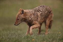 Chacal europeo - European jackal