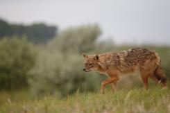 Chacal europeo - European jackal