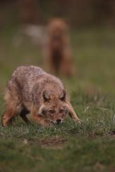Chacal europeo - European jackal