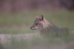 Chacal europeo - European jackal