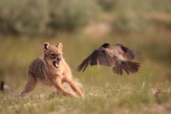 Chacal europeo - European jackal