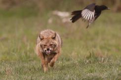 Chacal europeo - European jackal