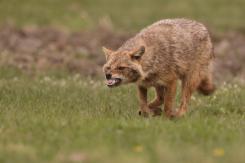 Chacal europeo - European jackal