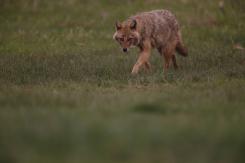 Chacal europeo - European jackal