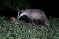 Tejón - Badger