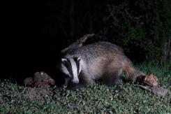 Tejón - Badger