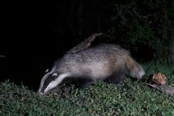 Tejón - Badger