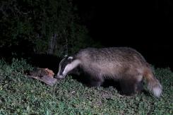 Tejón - Badger