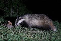 Tejón - Badger