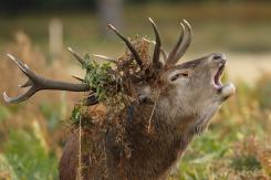 Ciervo europeo - Deer