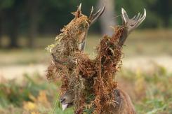 Ciervo europeo - Deer