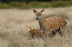 Ciervo europeo - Deer