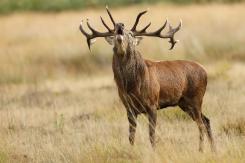 Ciervo europeo - Deer