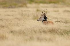 Ciervo europeo - Deer