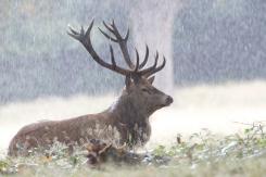 Ciervo europeo - Deer