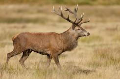 Ciervo europeo - Deer
