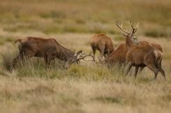 Ciervo europeo - Deer