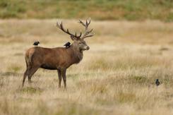 Ciervo europeo - Deer