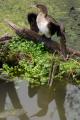 Cormorán secando las alas