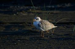 Digiscoping